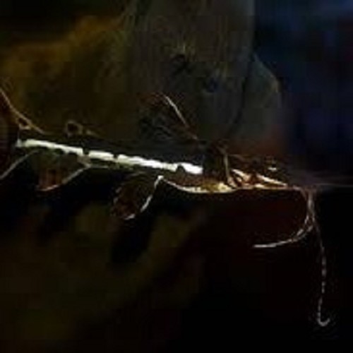 Pseudoplatystoma fasciatum 8 cm